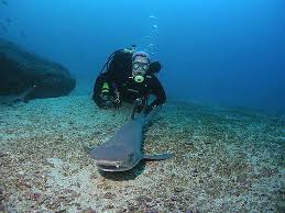 Image result for Manta Divers Sub-Aqua Club