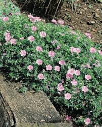 Attēlu rezultāti vaicājumam “Geranium sanguineum flower”