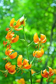 Image result for Lilium martagon `Manitoba Fox`