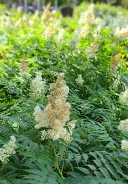 Attēlu rezultāti vaicājumam “Sorbaria sorbifolia flower”