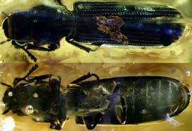 Attēlu rezultāti vaicājumam “Trogossitidae”