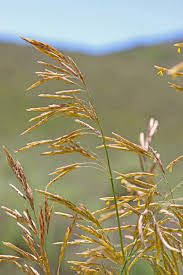 Attēlu rezultāti vaicājumam “Bromopsis inermis fruit”