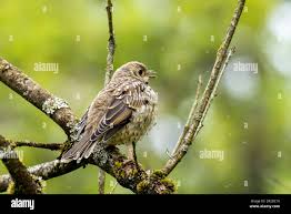 Attēlu rezultāti vaicājumam “Turdus viscivorus juvenile”