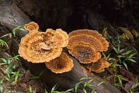 Attēlu rezultāti vaicājumam “Daedaleopsis confragosa”