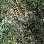 Attēlu rezultāti vaicājumam “Phleum phleoides fruit”