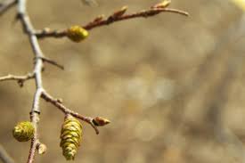 Attēlu rezultāti vaicājumam “Carpinus caroliniana male flower”