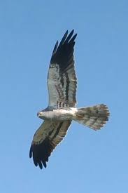 Attēlu rezultāti vaicājumam “Circus pygargus”