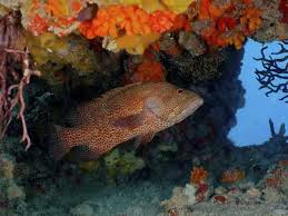 Image result for Cephalopholis cruentata