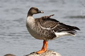 Attēlu rezultāti vaicājumam “Anser serrirostris adult”