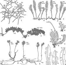 Attēlu rezultāti vaicājumam “Tortula truncata sporophyte”