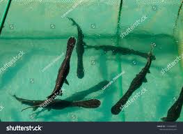 Image result for Polyodon spathula