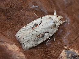 Attēlu rezultāti vaicājumam “Agonopterix ocellana”