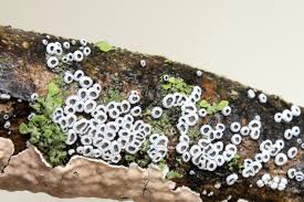 Attēlu rezultāti vaicājumam “Lachnella alboviolascens”