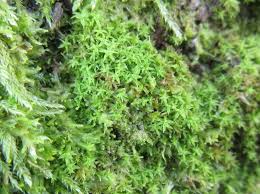 Attēlu rezultāti vaicājumam “Zygodon rupestris”