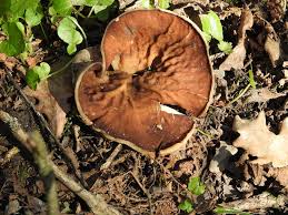 Attēlu rezultāti vaicājumam “Disciotis venosa”