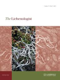 Attēlu rezultāti vaicājumam “Fellhanera subtilis”