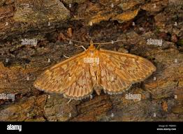 Attēlu rezultāti vaicājumam “Anania lancealis”