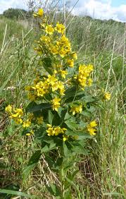 Attēlu rezultāti vaicājumam “Lysimachia vulgaris fruit”