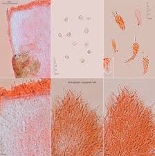 Attēlu rezultāti vaicājumam “Henningsomyces candidus”