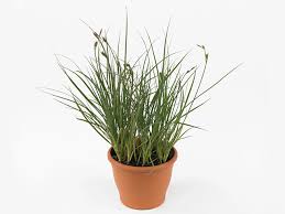 Attēlu rezultāti vaicājumam “Carex panicea”