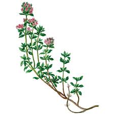 Image result for Thymian