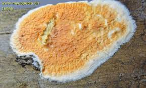 Attēlu rezultāti vaicājumam “Leucogyrophana mollusca”