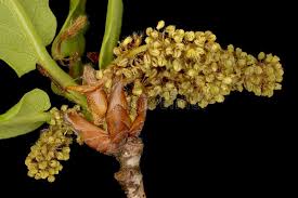 Attēlu rezultāti vaicājumam “Quercus robur male flower”