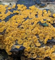 Attēlu rezultāti vaicājumam “Orbilia sp.”