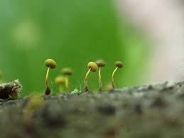 Attēlu rezultāti vaicājumam “Physarum viride var. aurantium spores”