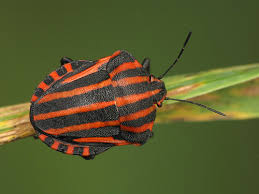 Attēlu rezultāti vaicājumam “Graphosoma lineatum”