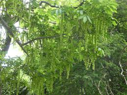 Attēlu rezultāti vaicājumam “Pterocarya fraxinifolia male flower”