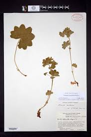 Attēlu rezultāti vaicājumam “Alchemilla subcrenata”