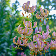 Image result for Lilium martagon `Chameleon`