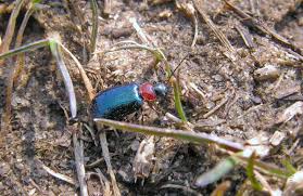 Attēlu rezultāti vaicājumam “Lebia chlorocephala”