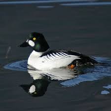 Attēlu rezultāti vaicājumam “Bucephala clangula juvenile”