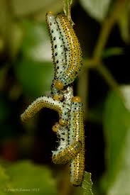 Attēlu rezultāti vaicājumam “Agrotis ripae larva”