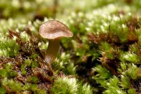 Attēlu rezultāti vaicājumam “Pogonatum dentatum macro”