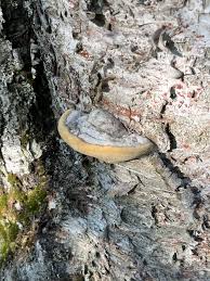 Attēlu rezultāti vaicājumam “Phellinus nigrolimitatus”
