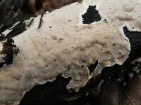 Attēlu rezultāti vaicājumam “Junghuhnia nitida”