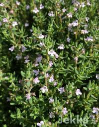 Image result for Thymus vulgaris