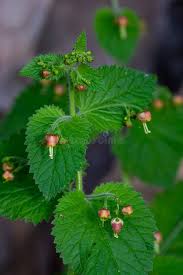 Attēlu rezultāti vaicājumam “Scrophularia nodosa flower”