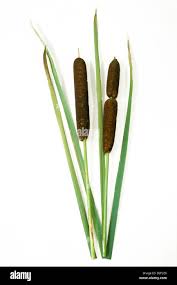 Attēlu rezultāti vaicājumam “Typha latifolia leaf”