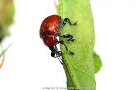 Attēlu rezultāti vaicājumam “Attelabus nitens”