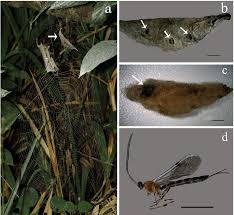 Attēlu rezultāti vaicājumam “Ichneumonidae cocoon”