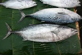 Image result for Sarda sarda