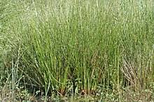 Attēlu rezultāti vaicājumam “Juncus nastanthus”