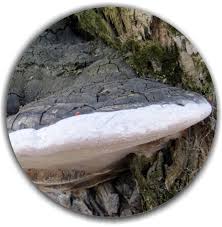 Attēlu rezultāti vaicājumam “Phellinus igniarius”