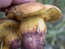 Attēlu rezultāti vaicājumam “Boletus luridus”