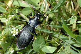 Attēlu rezultāti vaicājumam “Carabus violaceus”