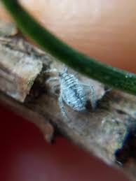 Attēlu rezultāti vaicājumam “Schizolachnus pineti”